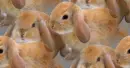 brown rabbit