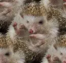 baby hedgehog