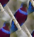 cotinga
