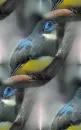 bird