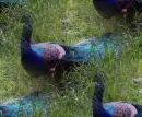 peacock