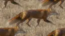red fox