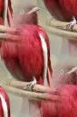 pompadour cotinga