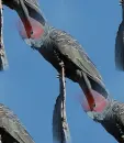  Gang Gang Cockatoo