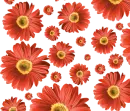 Orange Daisy