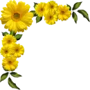 Yellow Daisy
