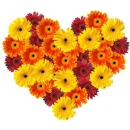 Daisy Heart