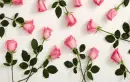 Pink Roses