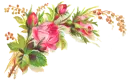 Pink Roses