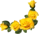 Yellow Roses