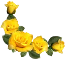 Yellow Roses