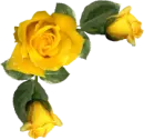 Yellow Roses