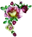Pink Roses