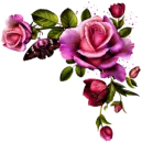 Pink Roses
