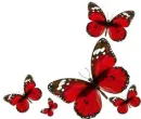 Red Butterflies