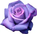 Purple Rose