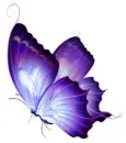 Purple Butterfly