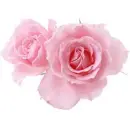 Pink Roses