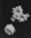 Black and white