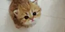 Cute cat kawaii