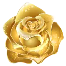 Golden Rose