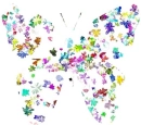 Colorful Butterfly