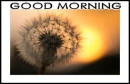GOOD MORNING