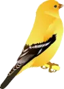 Steeler Bird