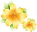 Yellow Flower