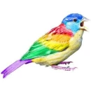 Rainbow Bird