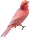 Pink Bird