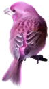 Pink Bird