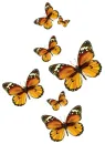  Butterflies