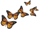 Butterflies
