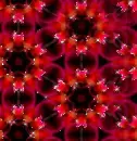 Red flowers ~ Background