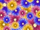Flowers ~ background