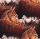 Horses ~ background