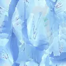 Light blue ~ background