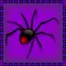 Black Widow Spider