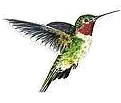 HummingBird