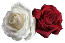 RED WHITE ROSES