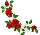 RED ROSES