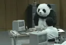 Angry panda