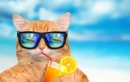 CAT FUNNY SUMMER