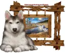 Husky/Wolf