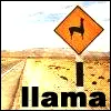 llama