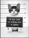 help poor little kittys