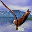 vulture