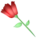 Red Rose