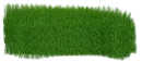 grass